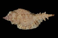 藏品(巴克萊骨螺)的圖片